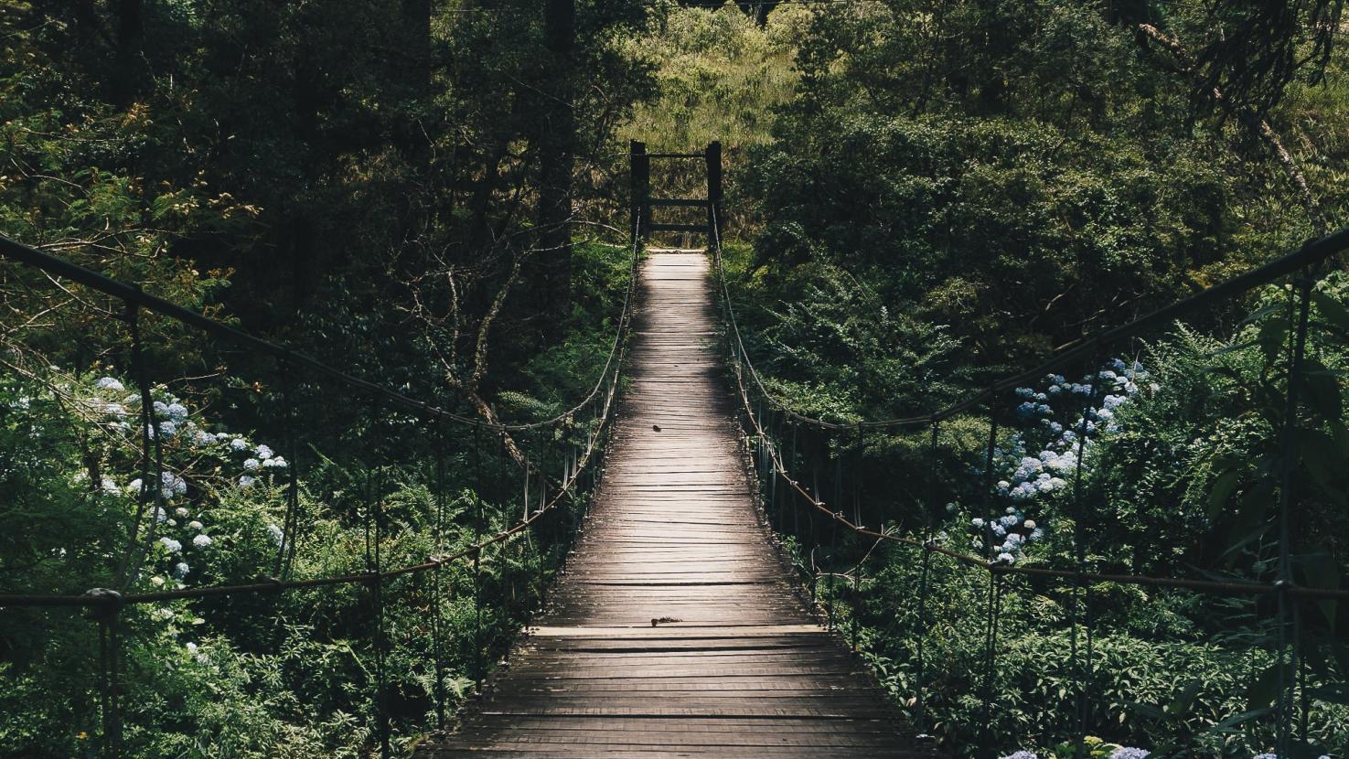 Bridge in the jungle